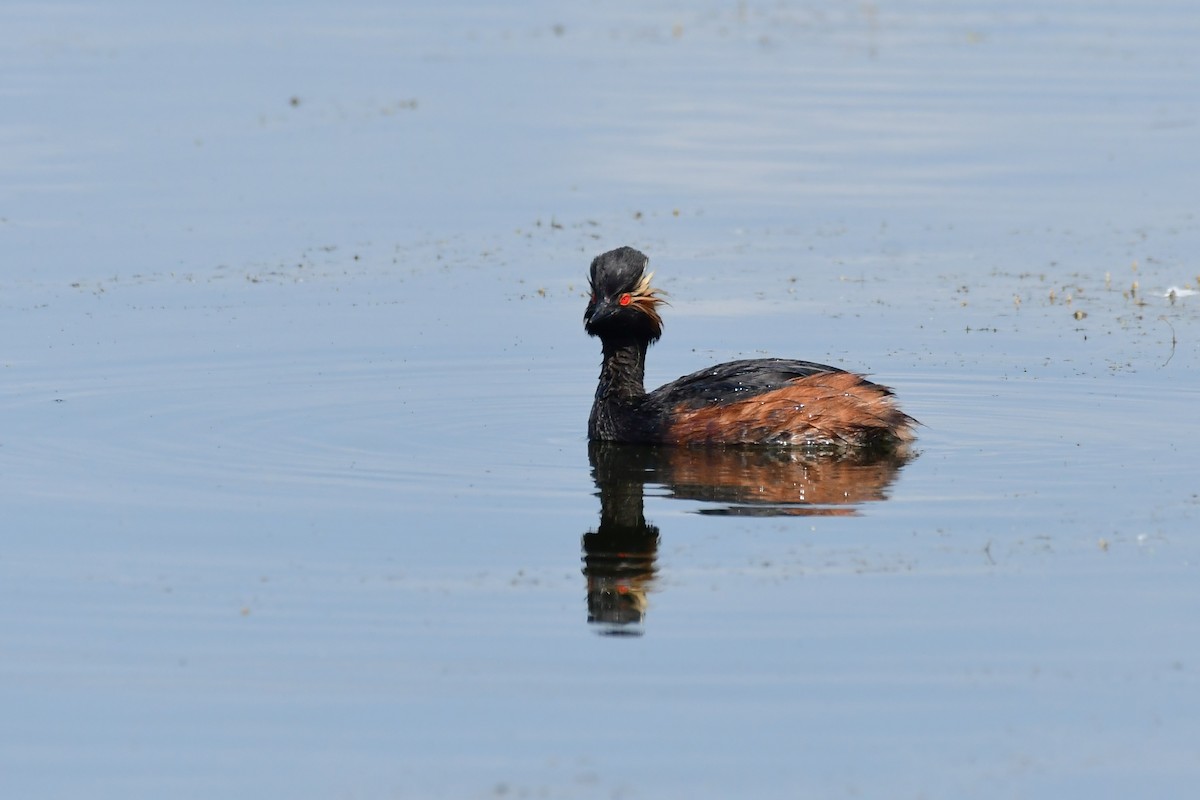 Eared Grebe - ML620479055