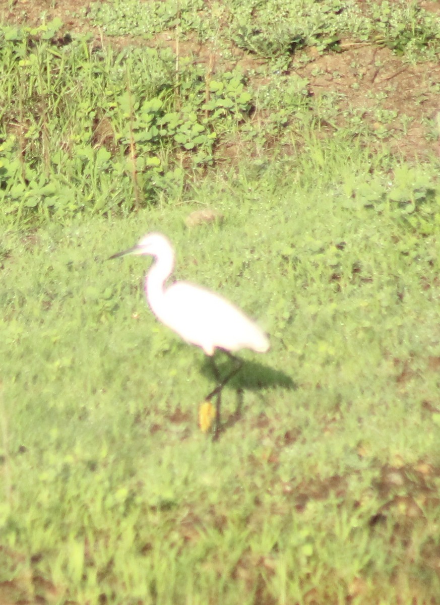 Little Egret - ML620479057