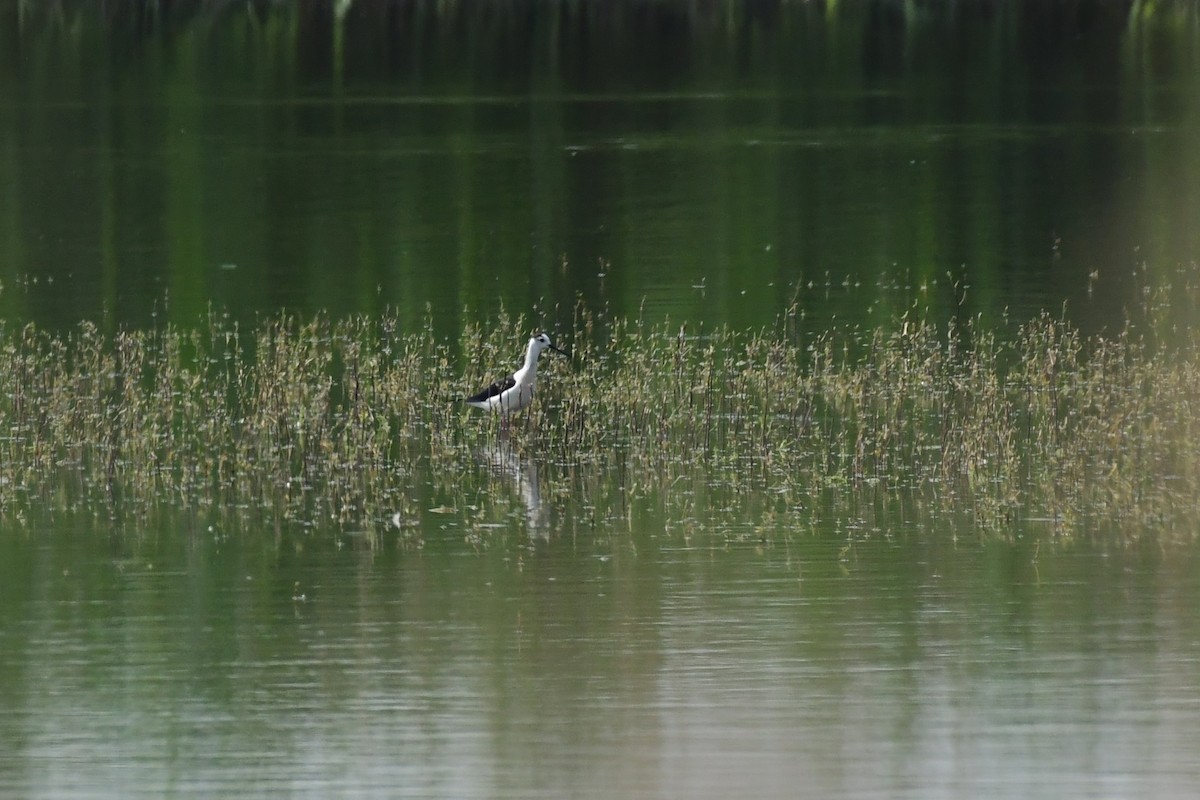 Black-winged Stilt - Igor Długosz