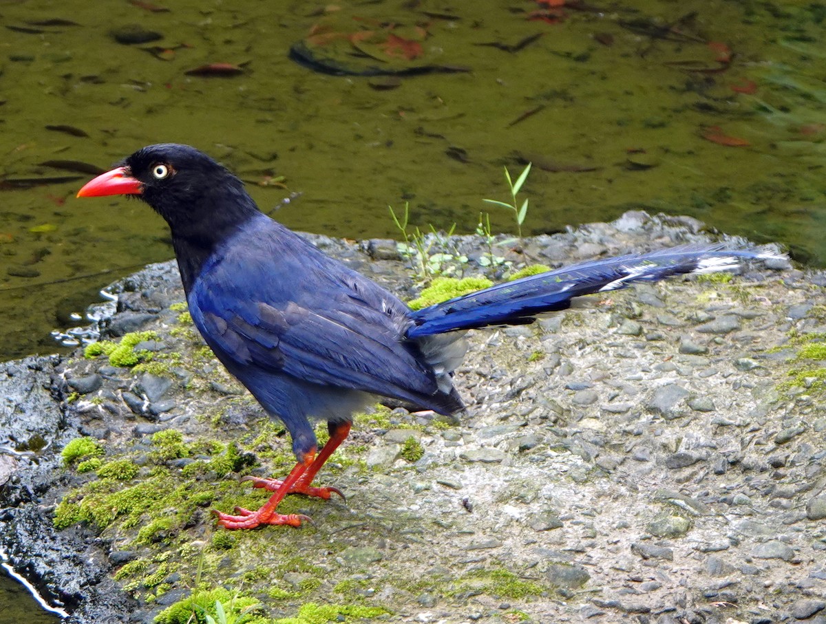 Taiwan Blue-Magpie - ML620479070