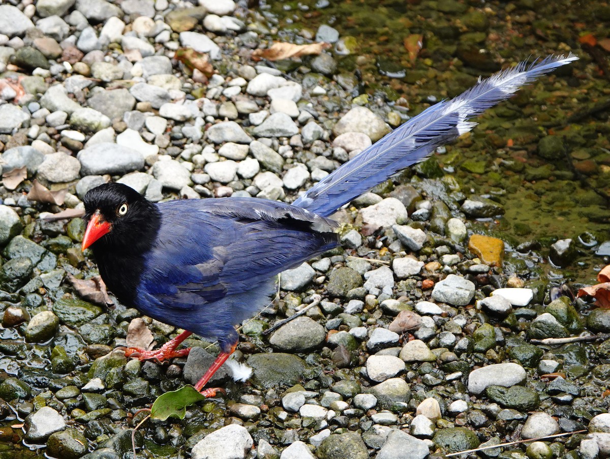 Taiwan Blue-Magpie - ML620479072