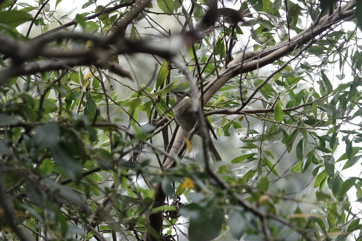 Lewin's Honeyeater - ML620479080