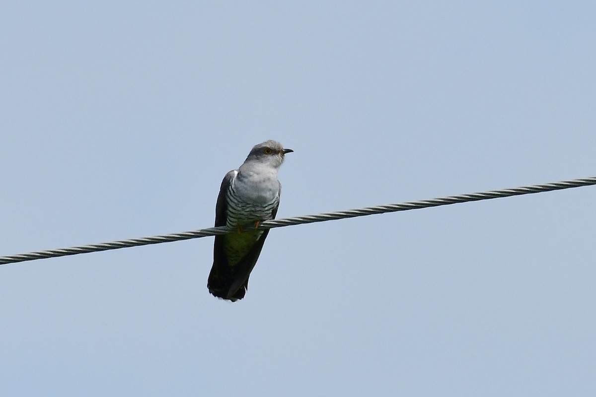 Common Cuckoo - ML620479081