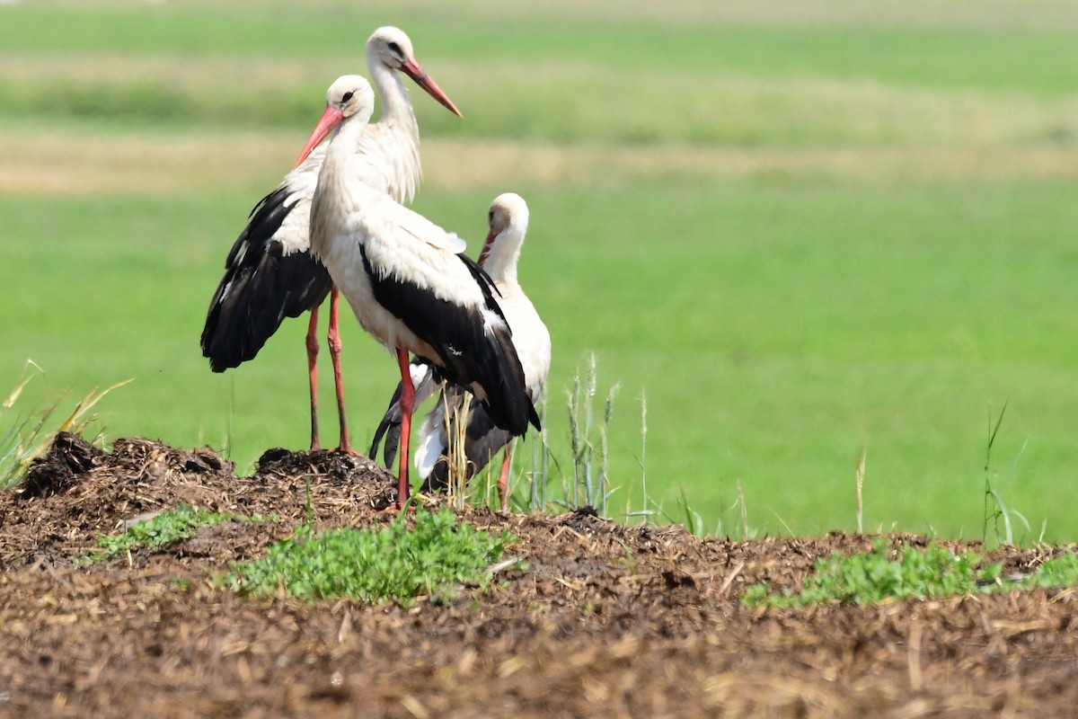 White Stork - ML620479085