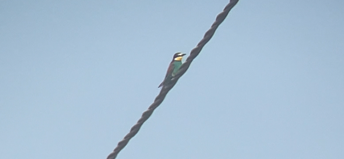 European Bee-eater - ML620479090