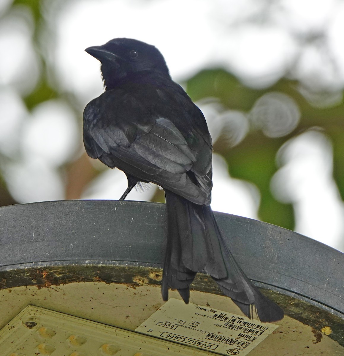 Black Drongo - ML620479094