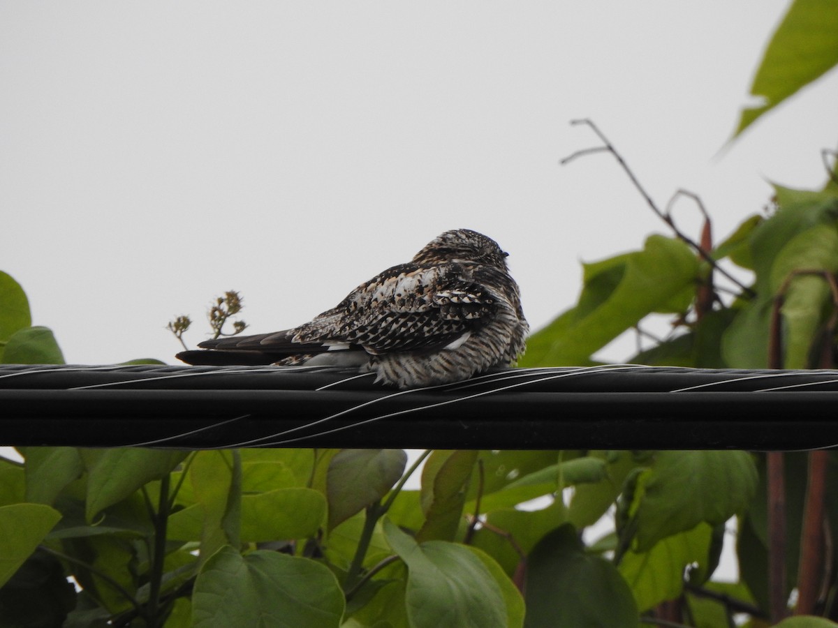 Common Nighthawk - ML620479108