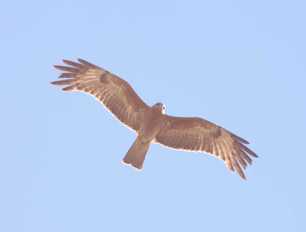 Square-tailed Kite - ML620479122