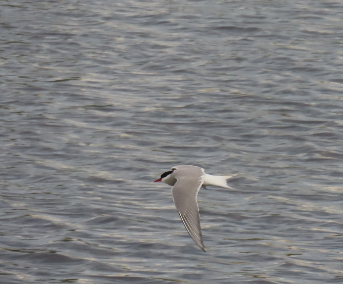Arctic Tern - ML620479123