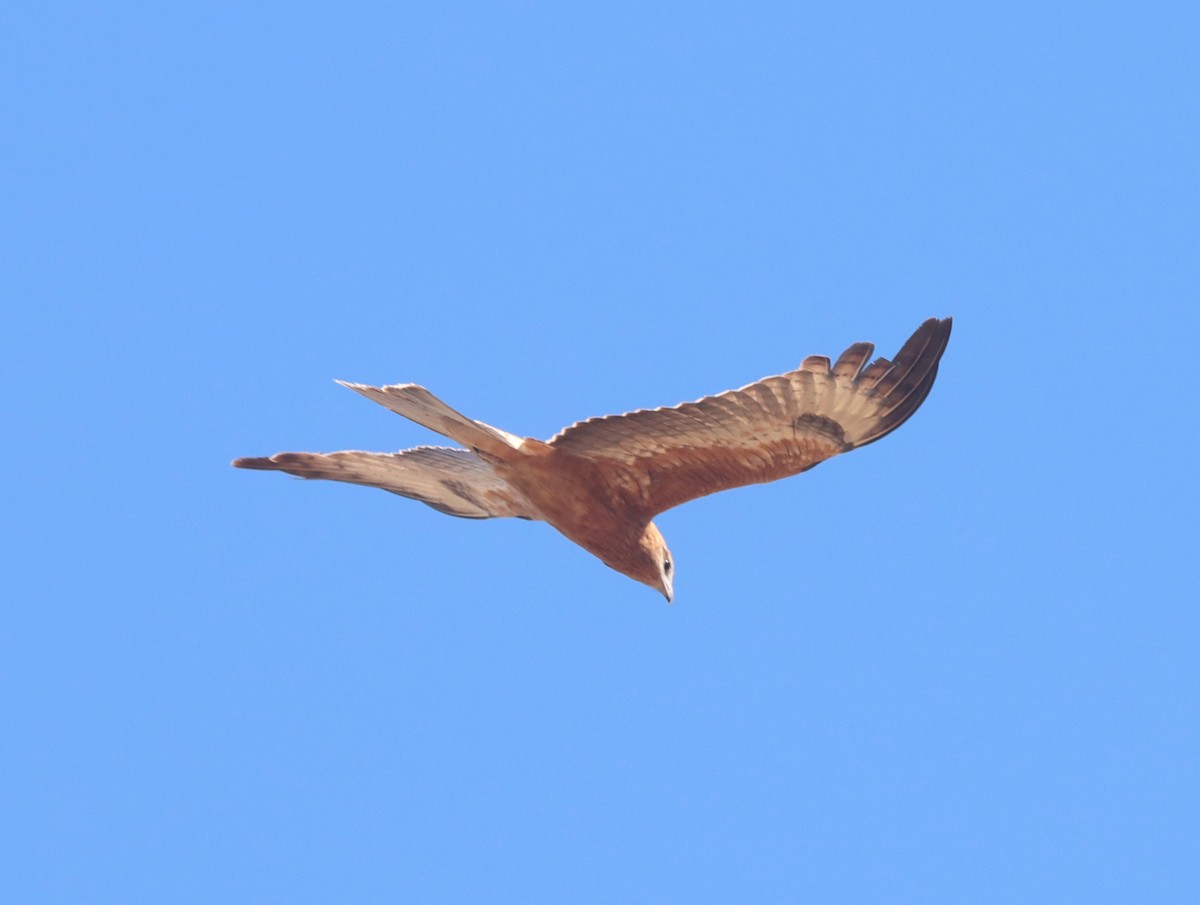 Square-tailed Kite - ML620479125