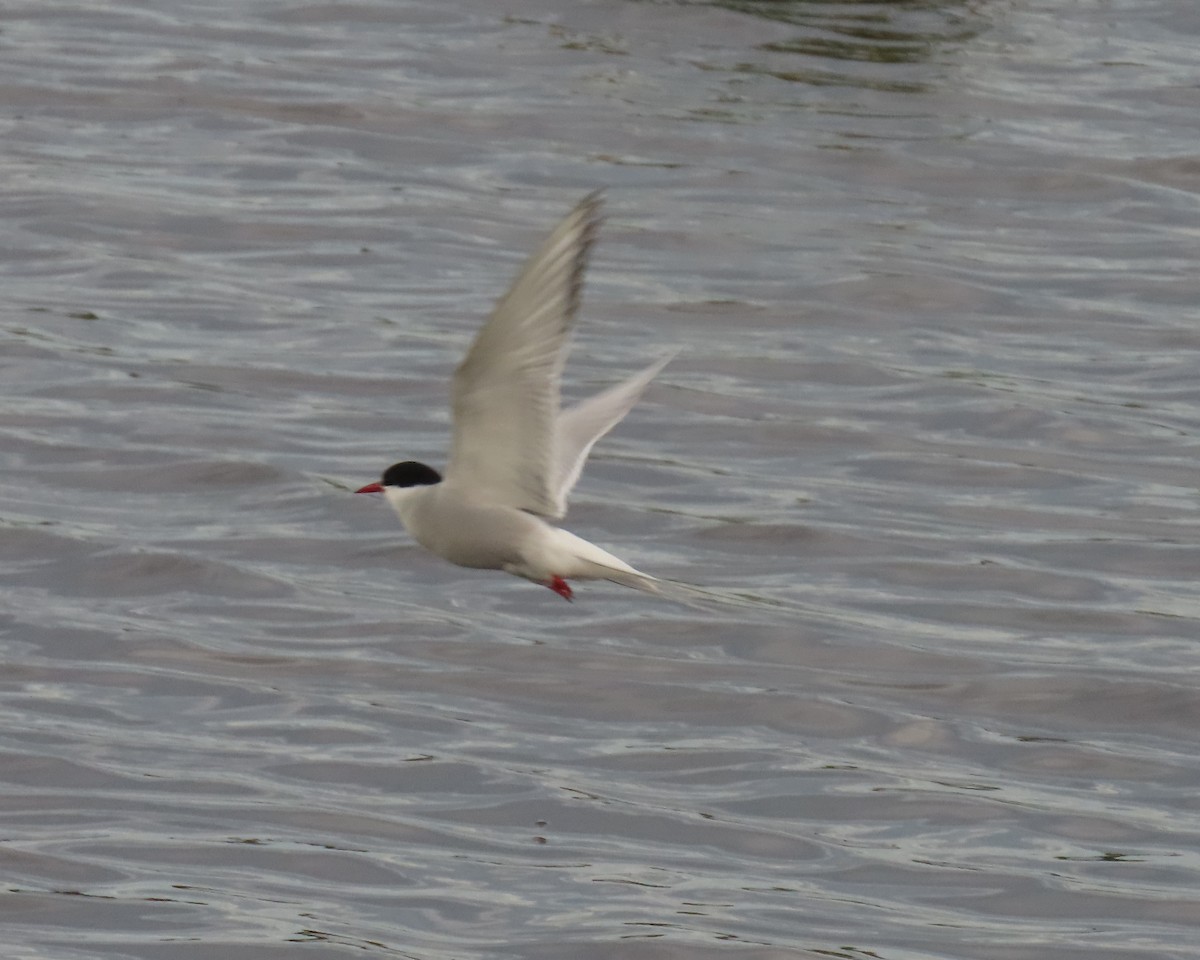 Arctic Tern - ML620479126