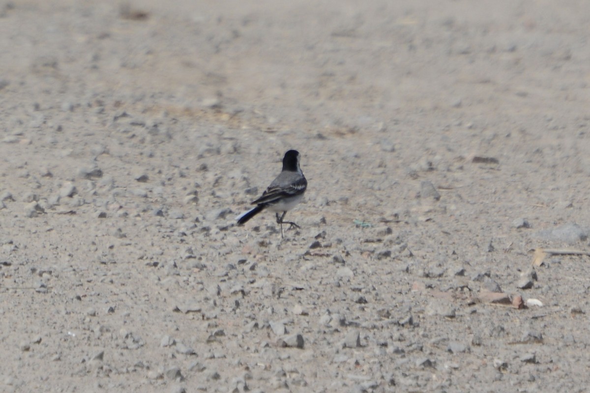 White Wagtail - ML620479127