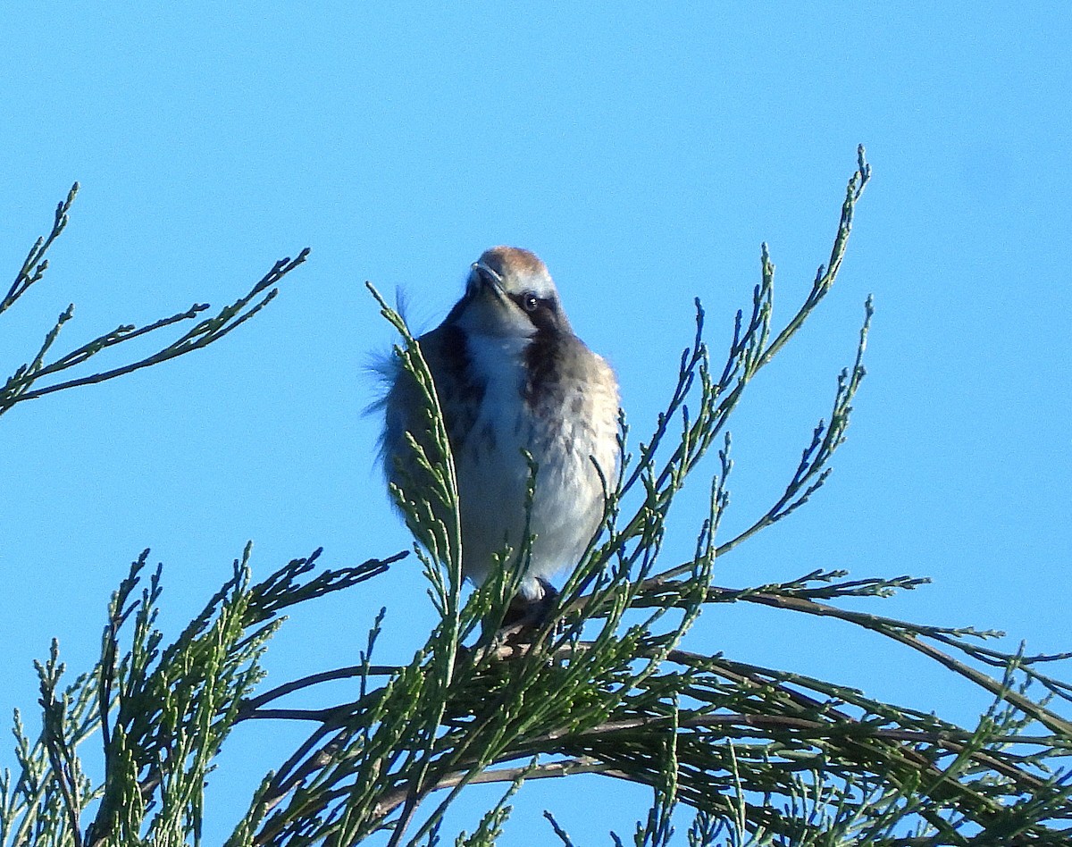 Tawny-crowned Honeyeater - ML620479129