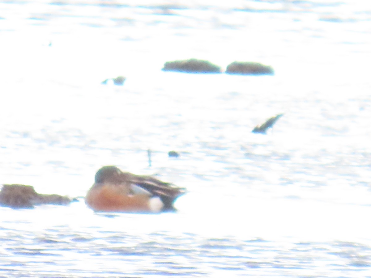 Blue-winged Teal x Northern Shoveler (hybrid) - ML620479130