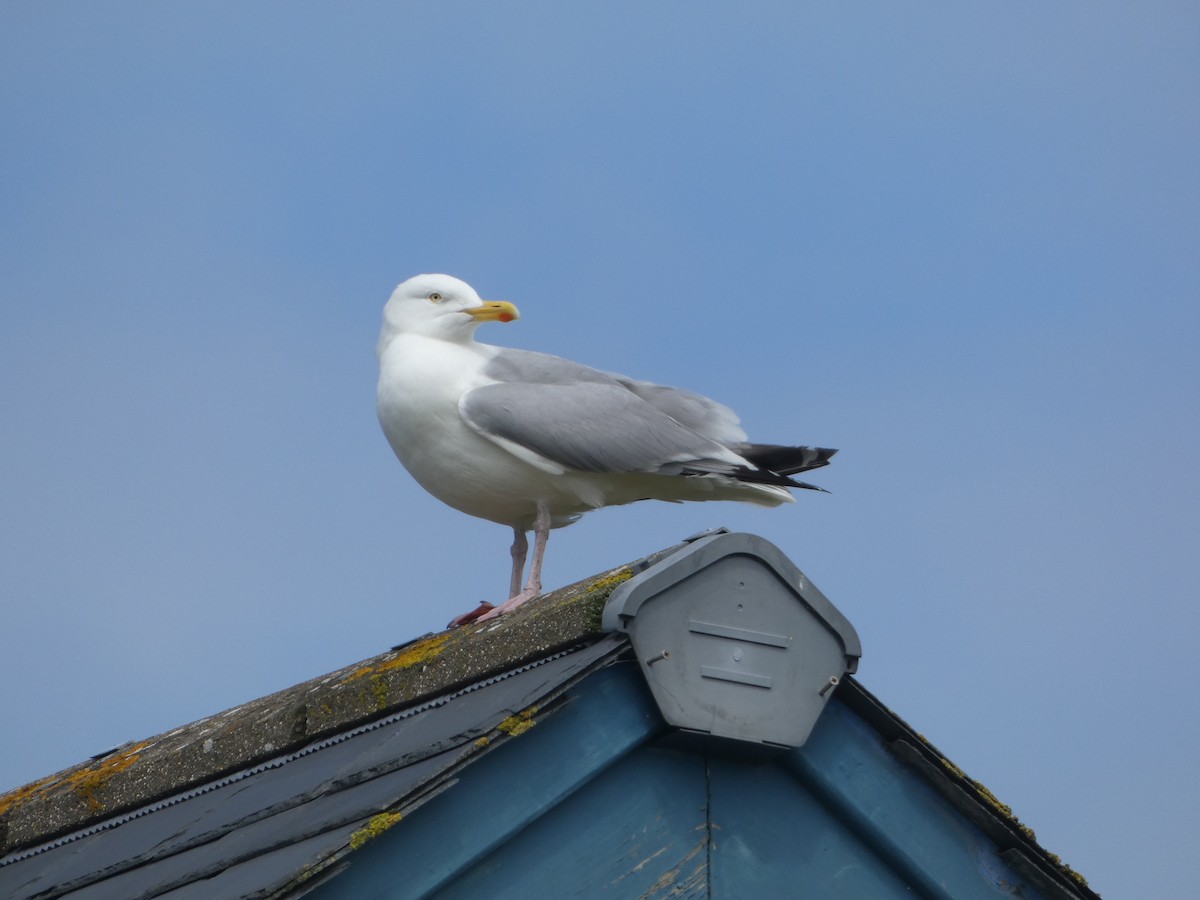 Gaviota Argéntea - ML620479132