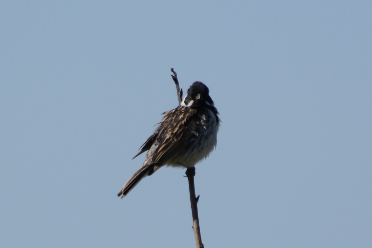 Reed Bunting - Anton Kornilov