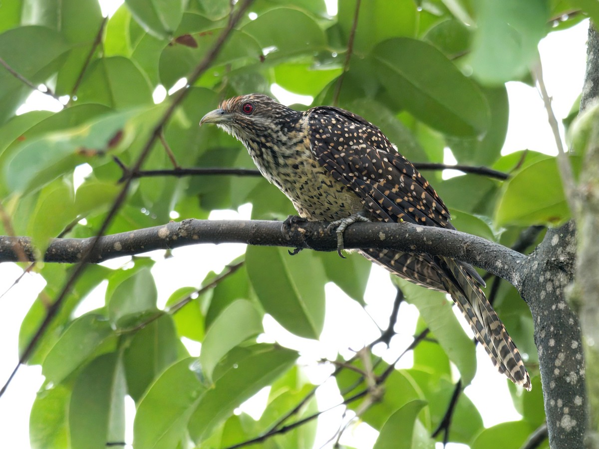 Asian Koel - ML620479140