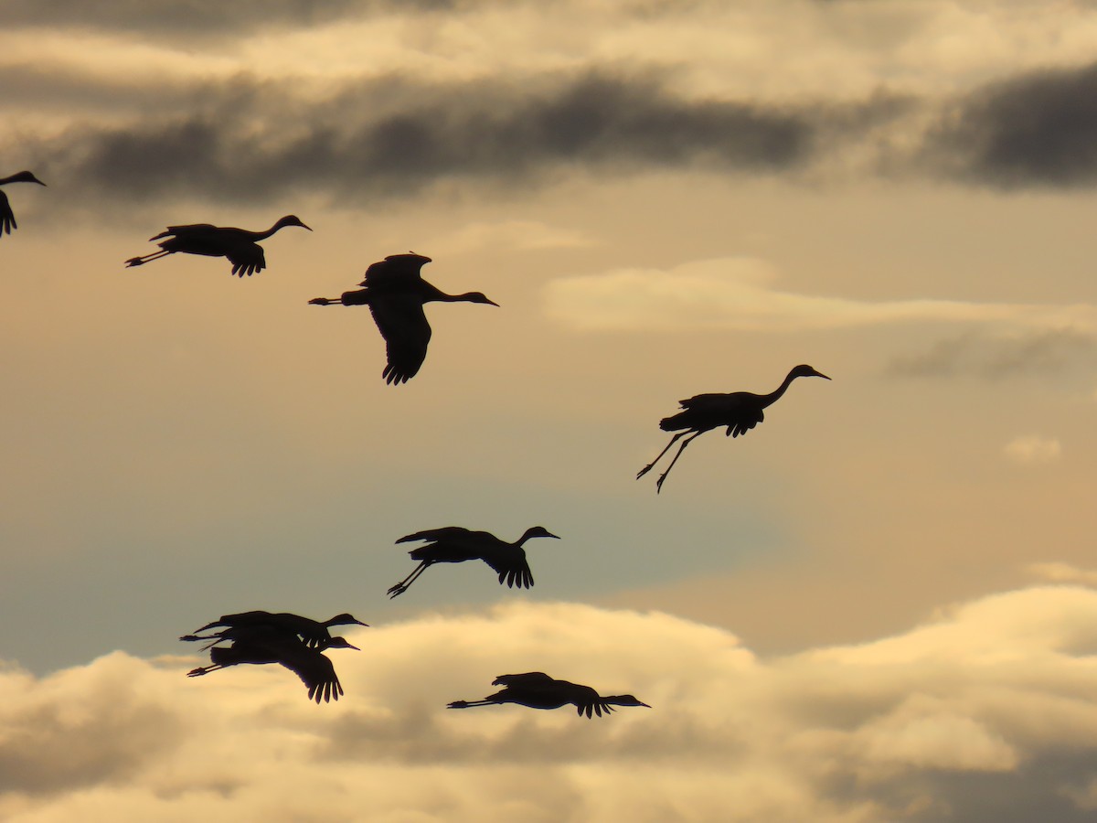 Sandhill Crane - ML620479141