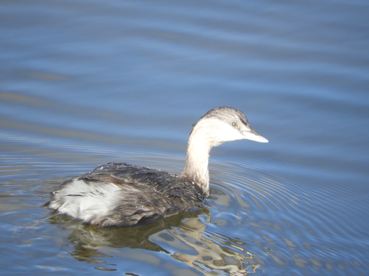 Hoary-headed Grebe - Charles Silveira