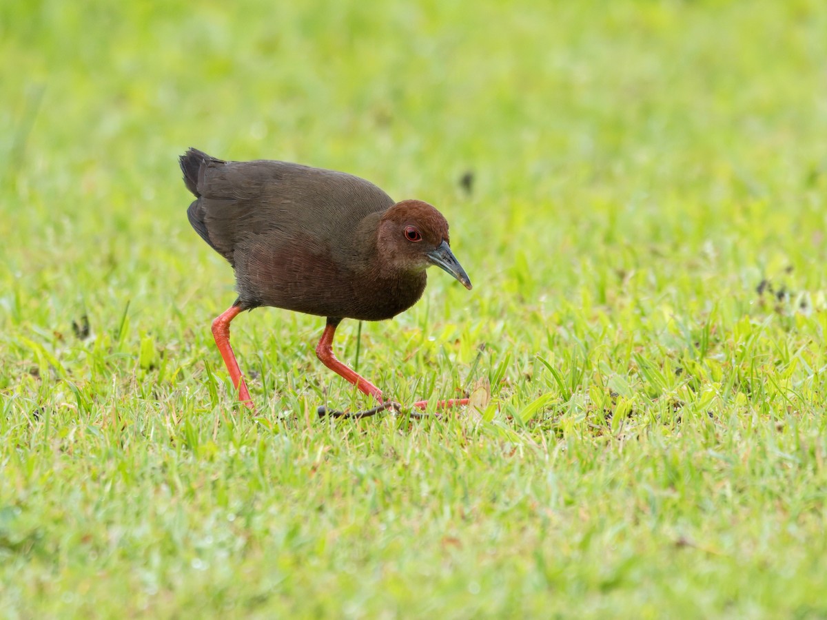 Ruddy-breasted Crake - ML620479146