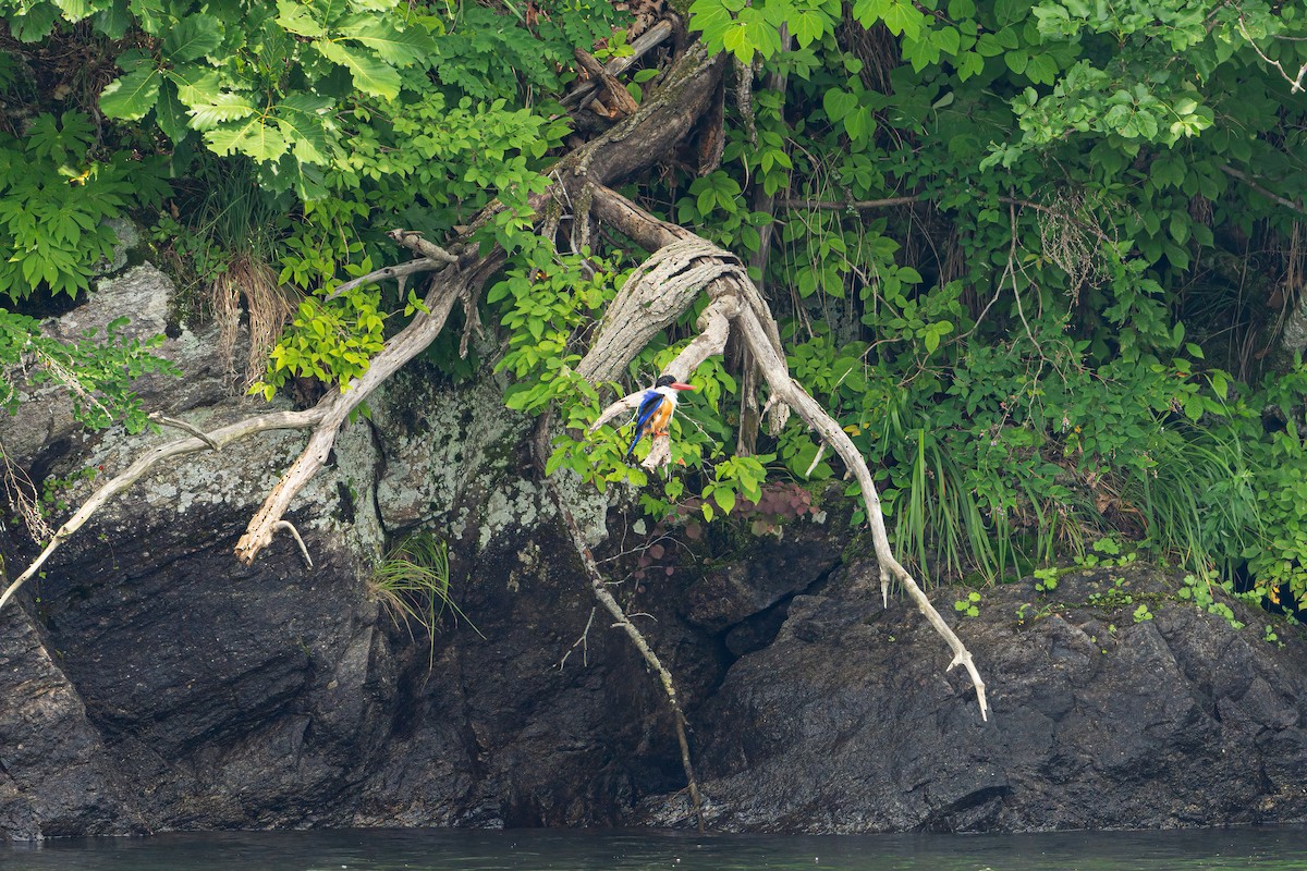 Black-capped Kingfisher - ML620479152