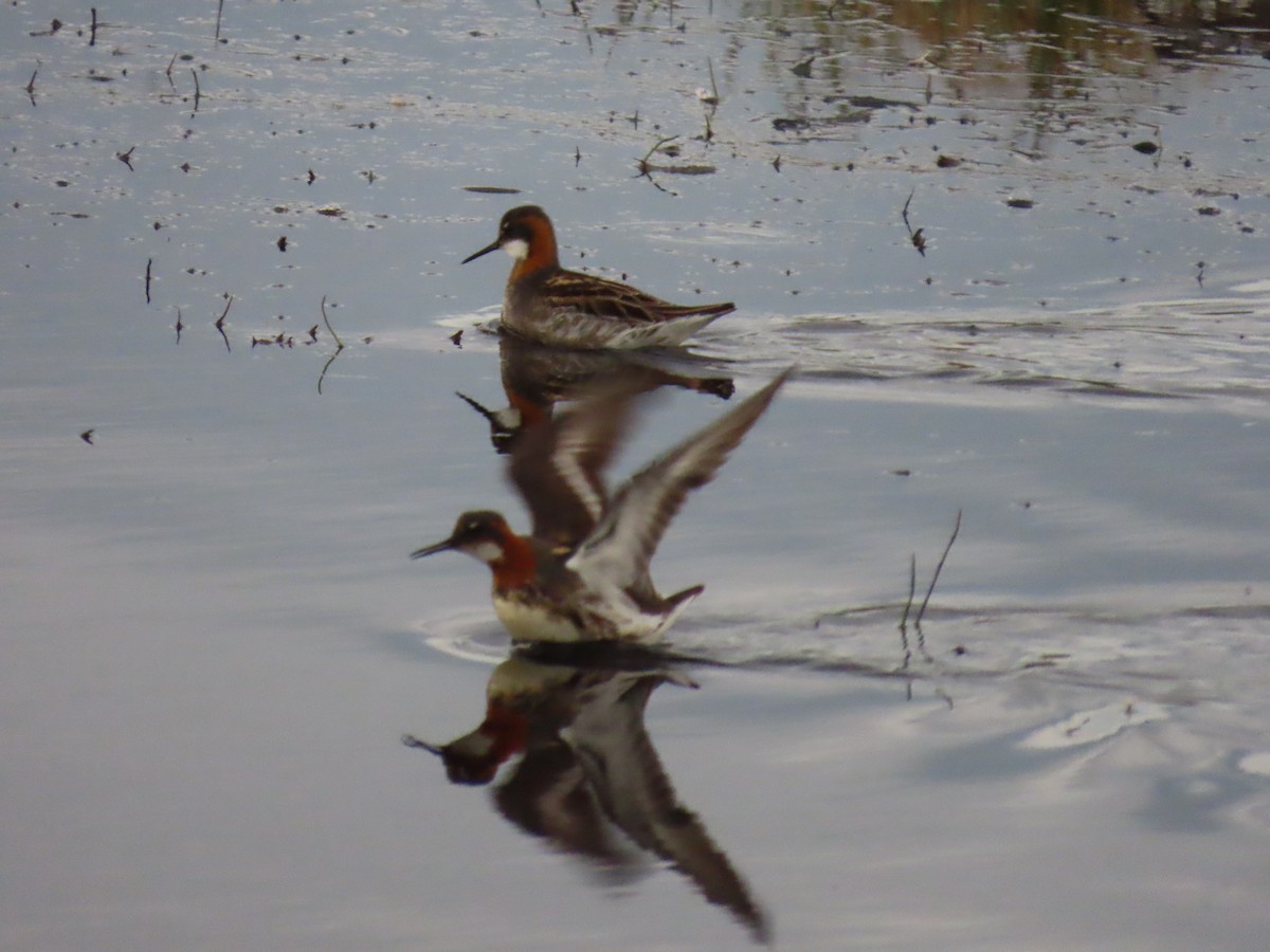 Red-necked Phalarope - ML620479154