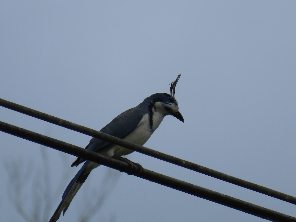 White-throated Magpie-Jay - ML620479156