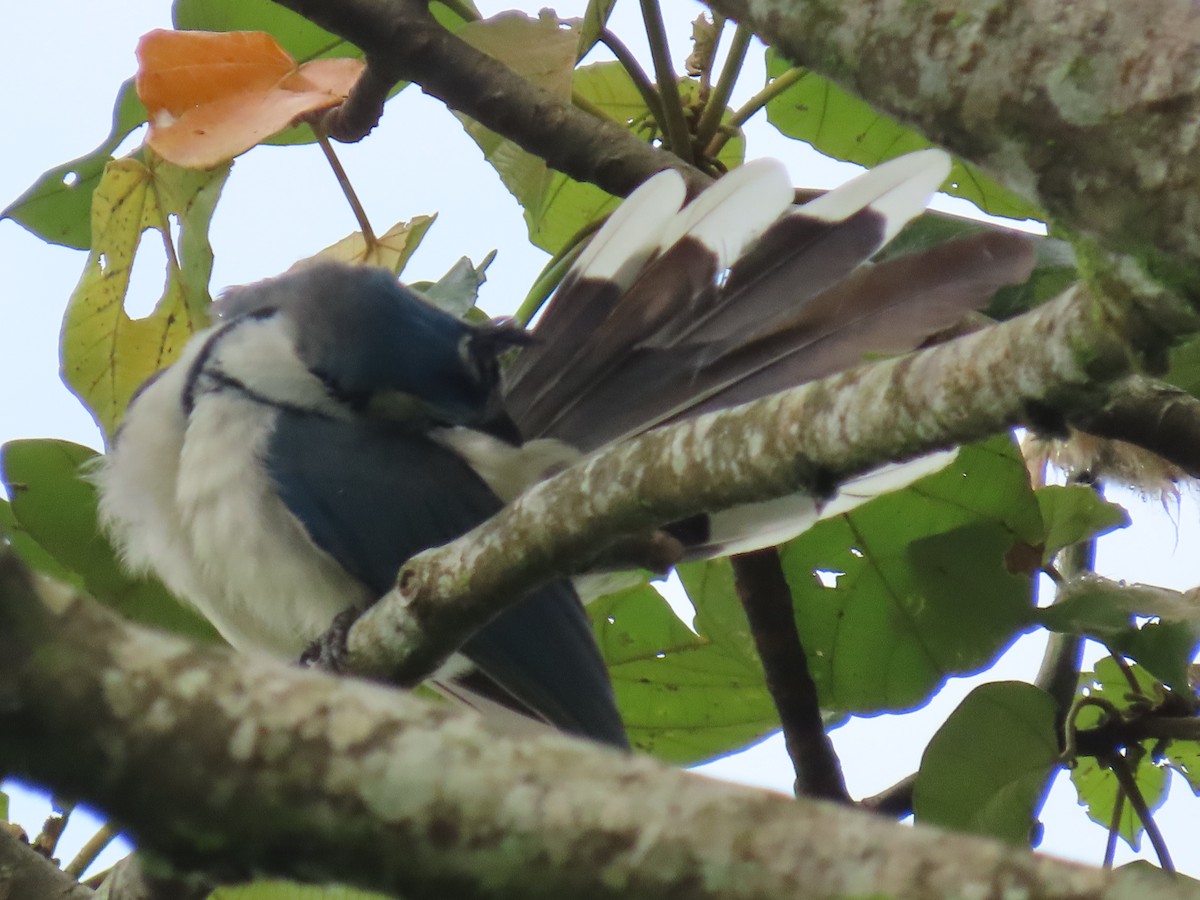 White-throated Magpie-Jay - ML620479158