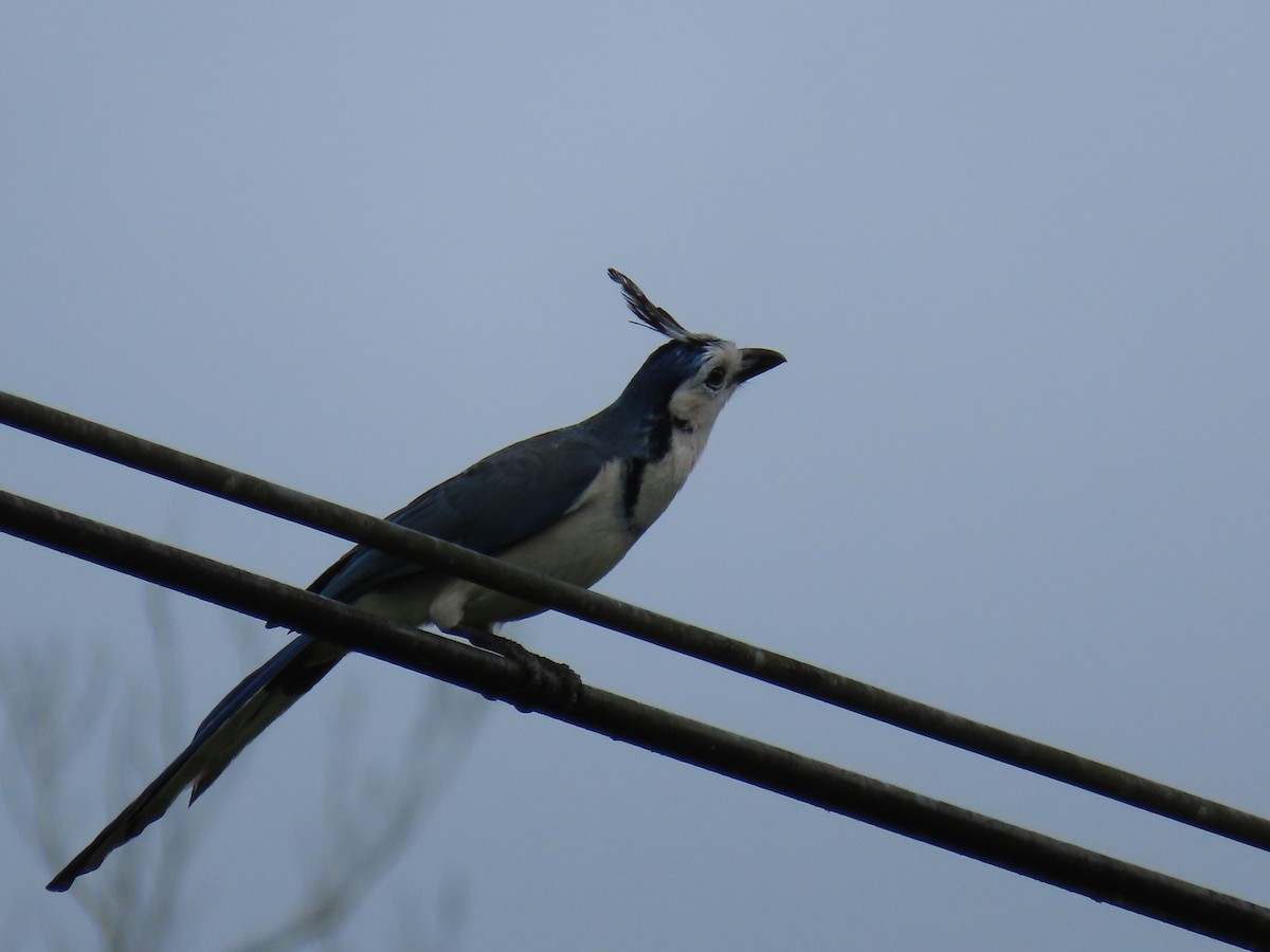 White-throated Magpie-Jay - ML620479159