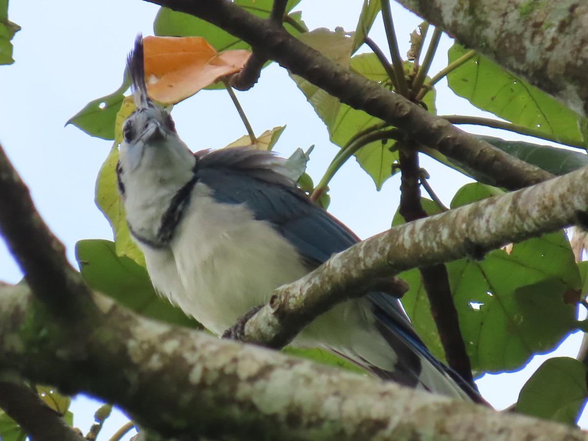 White-throated Magpie-Jay - ML620479160