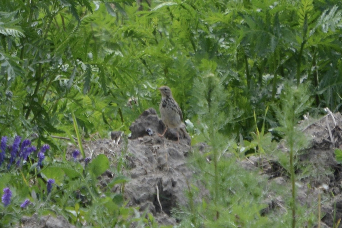 Meadow Pipit - ML620479161
