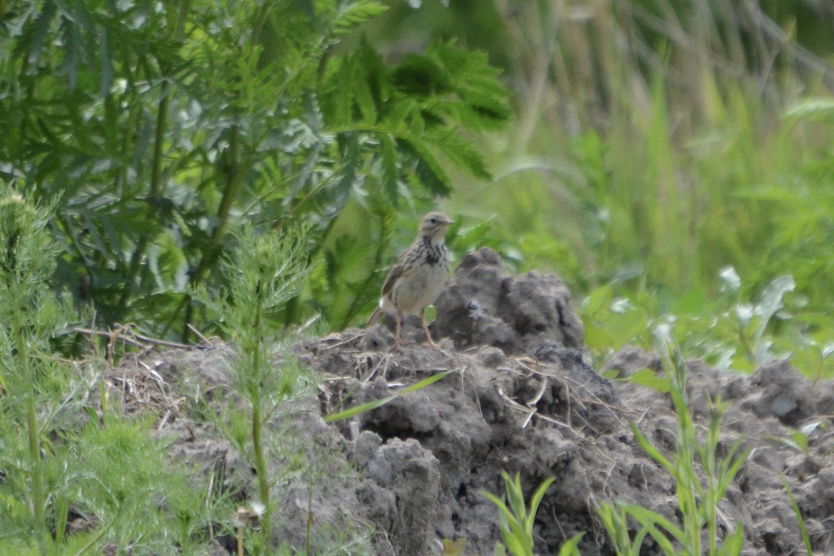 Meadow Pipit - ML620479162