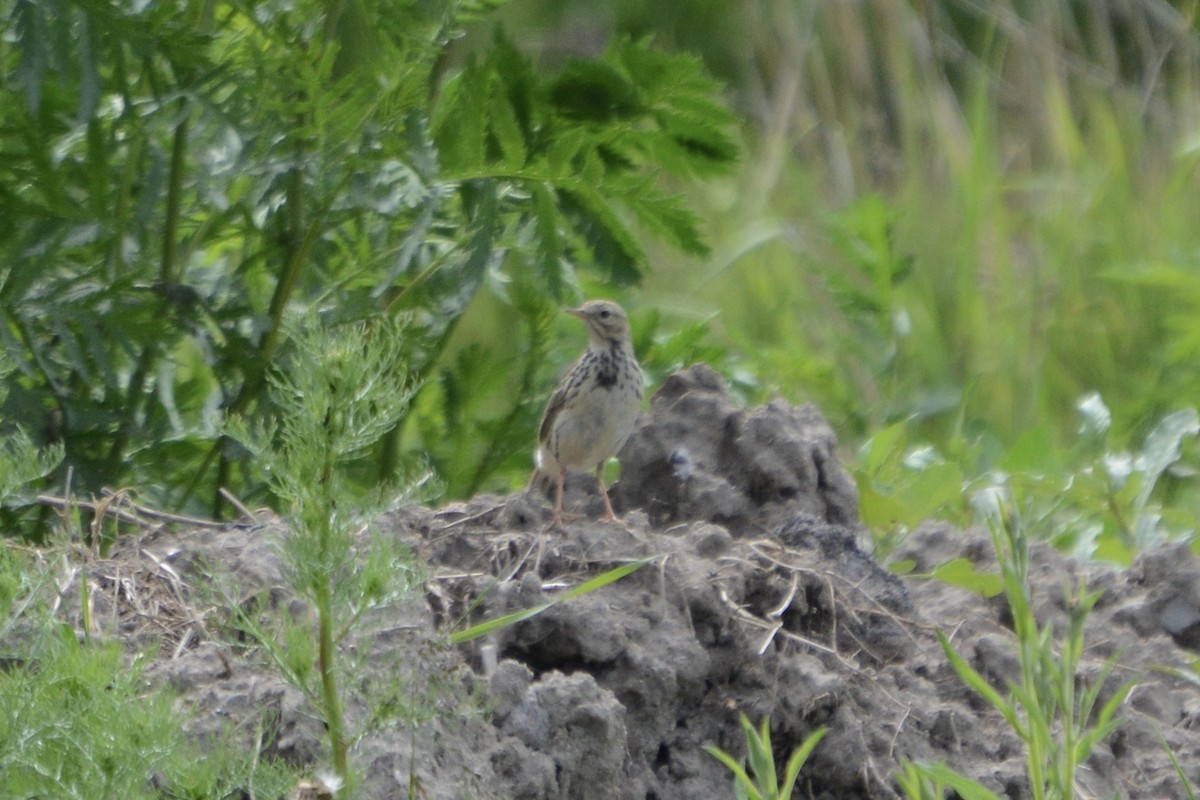 Meadow Pipit - ML620479163