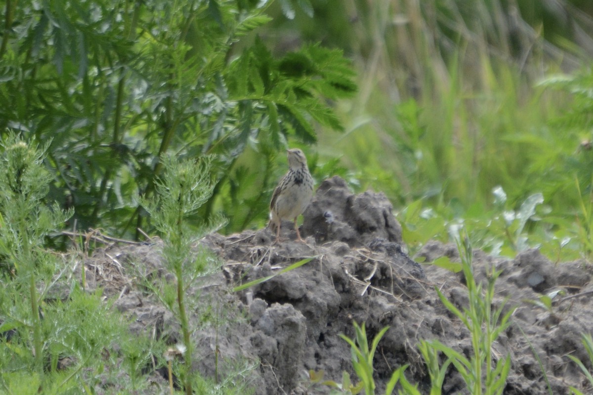 Meadow Pipit - ML620479164