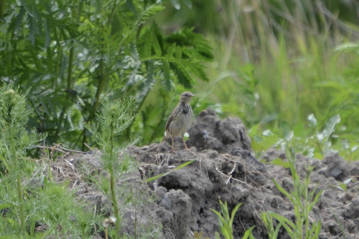 Meadow Pipit - ML620479165