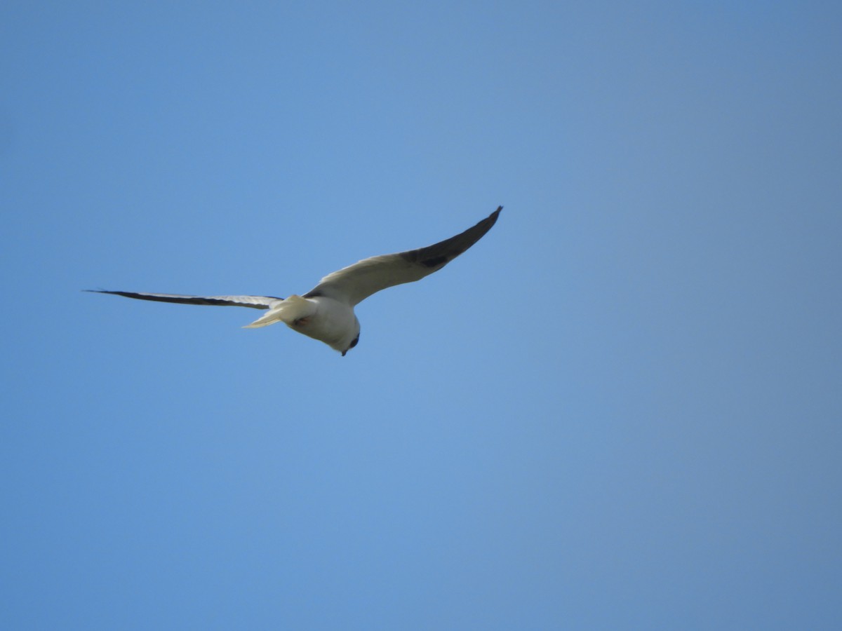 Black-shouldered Kite - ML620479171