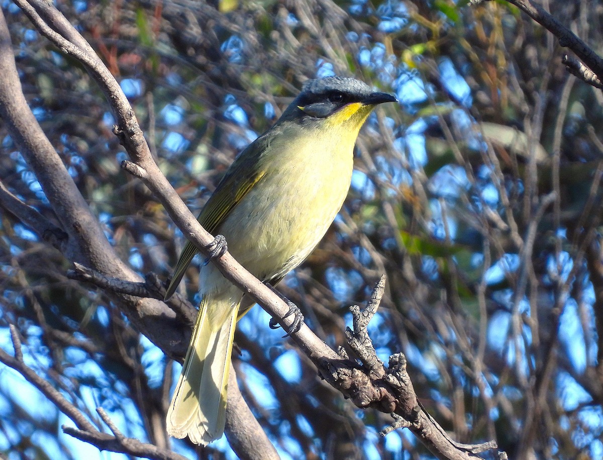 Purple-gaped Honeyeater - ML620479177