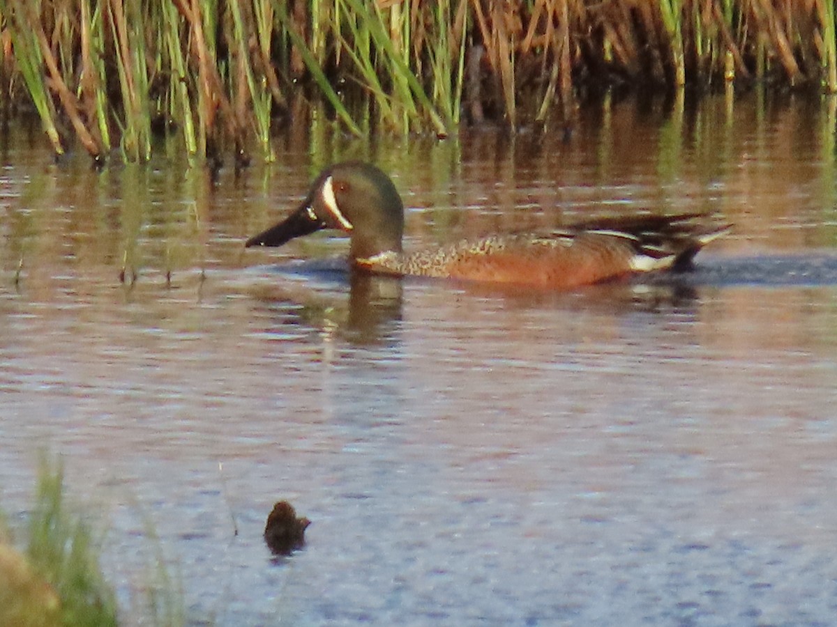 Blue-winged Teal x Northern Shoveler (hybrid) - ML620479179