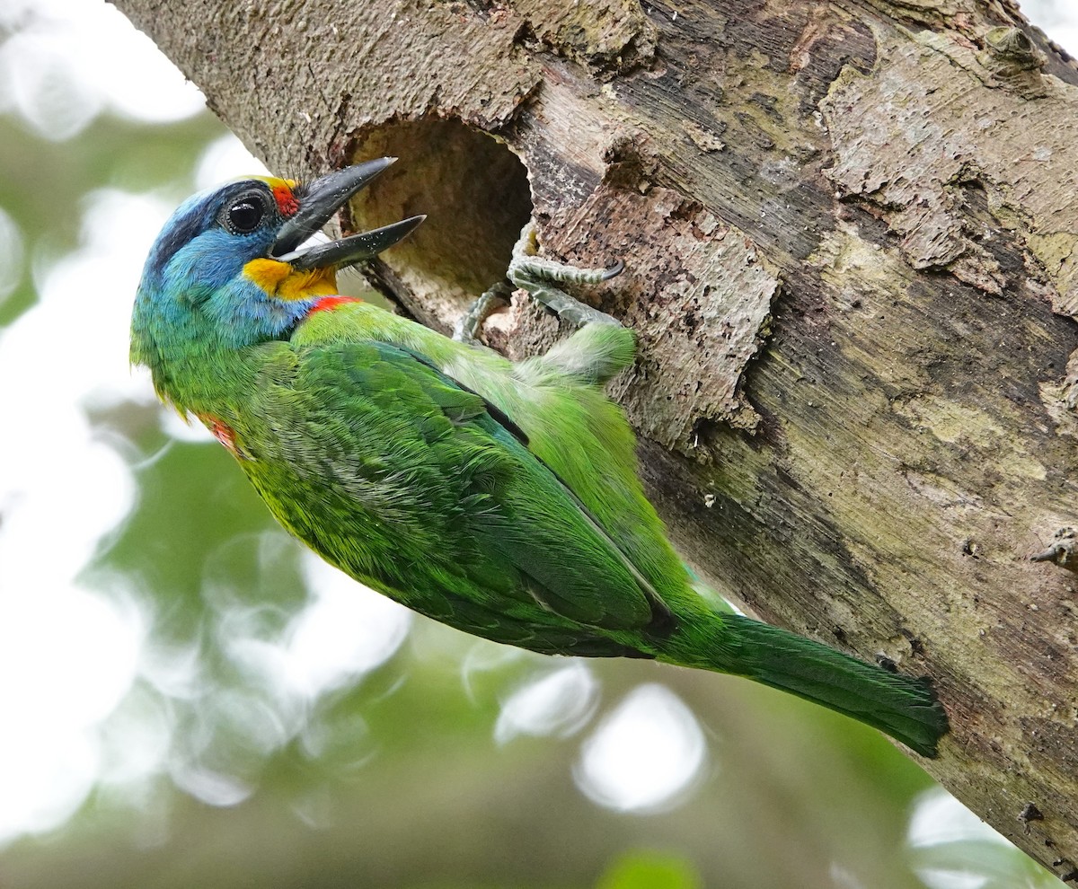 barbet tchajwanský - ML620479182