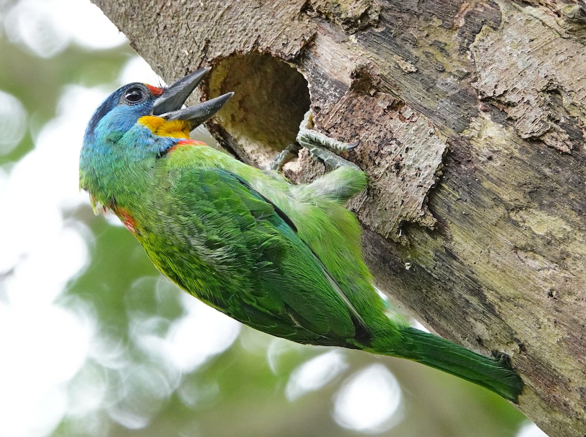 barbet tchajwanský - ML620479183