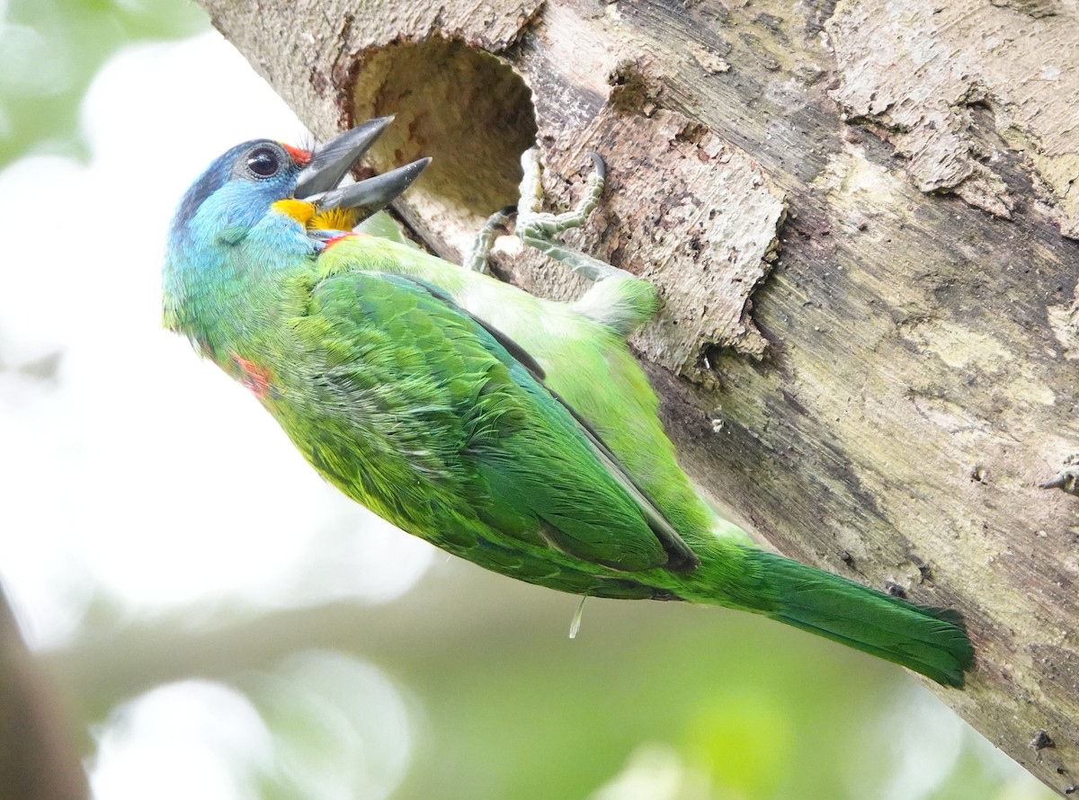 barbet tchajwanský - ML620479184