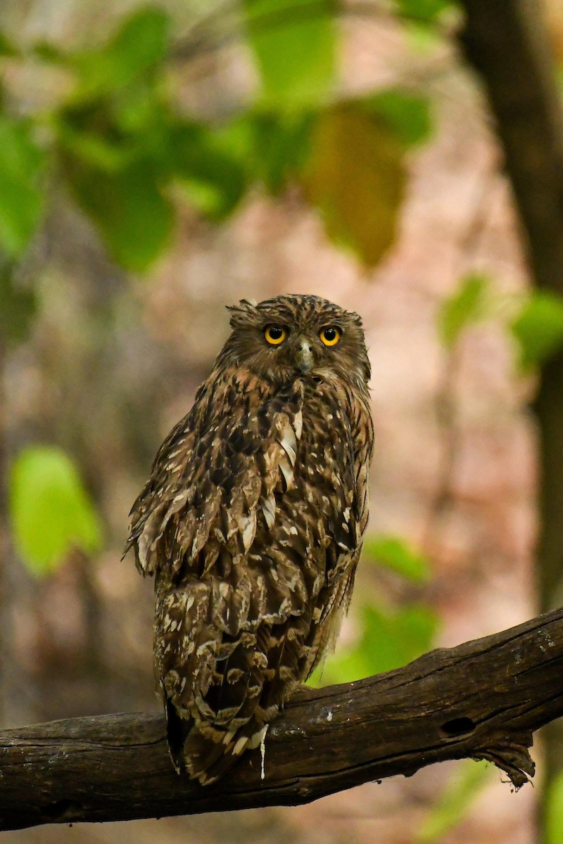 Brown Fish-Owl - ML620479185