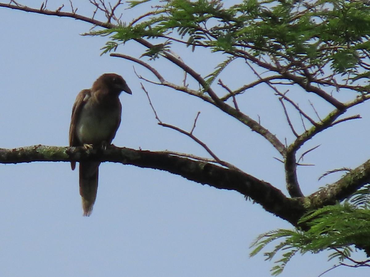 Brown Jay - ML620479186