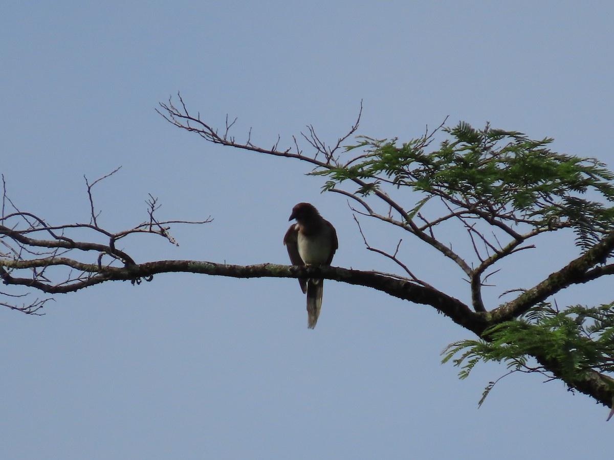 Brown Jay - ML620479187