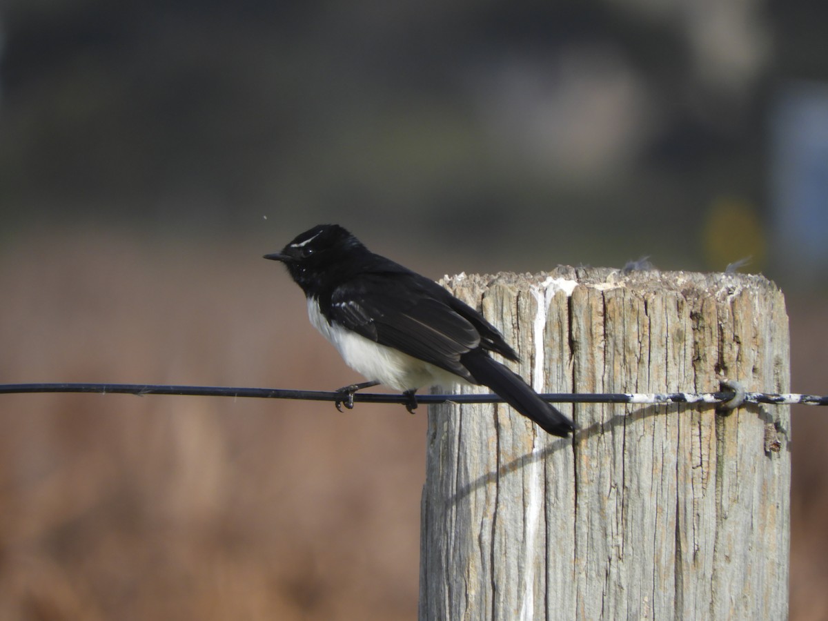 Willie-wagtail - ML620479193