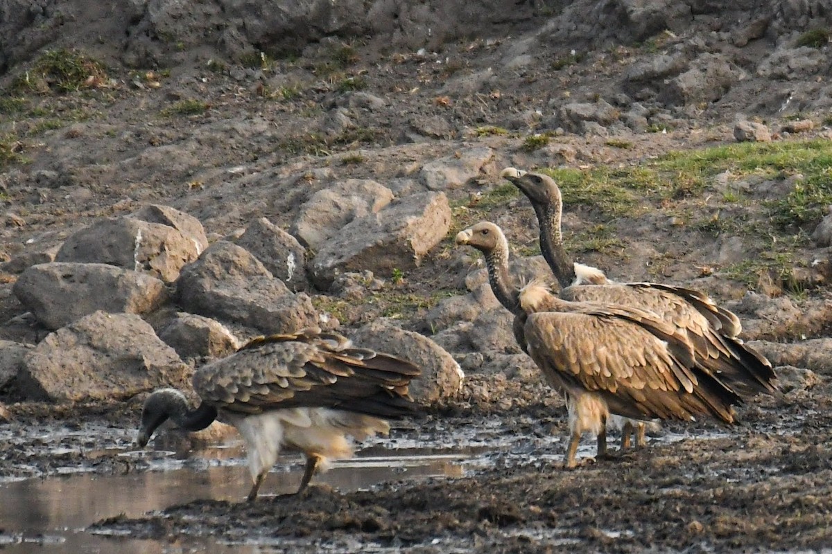 Indian Vulture - ML620479194