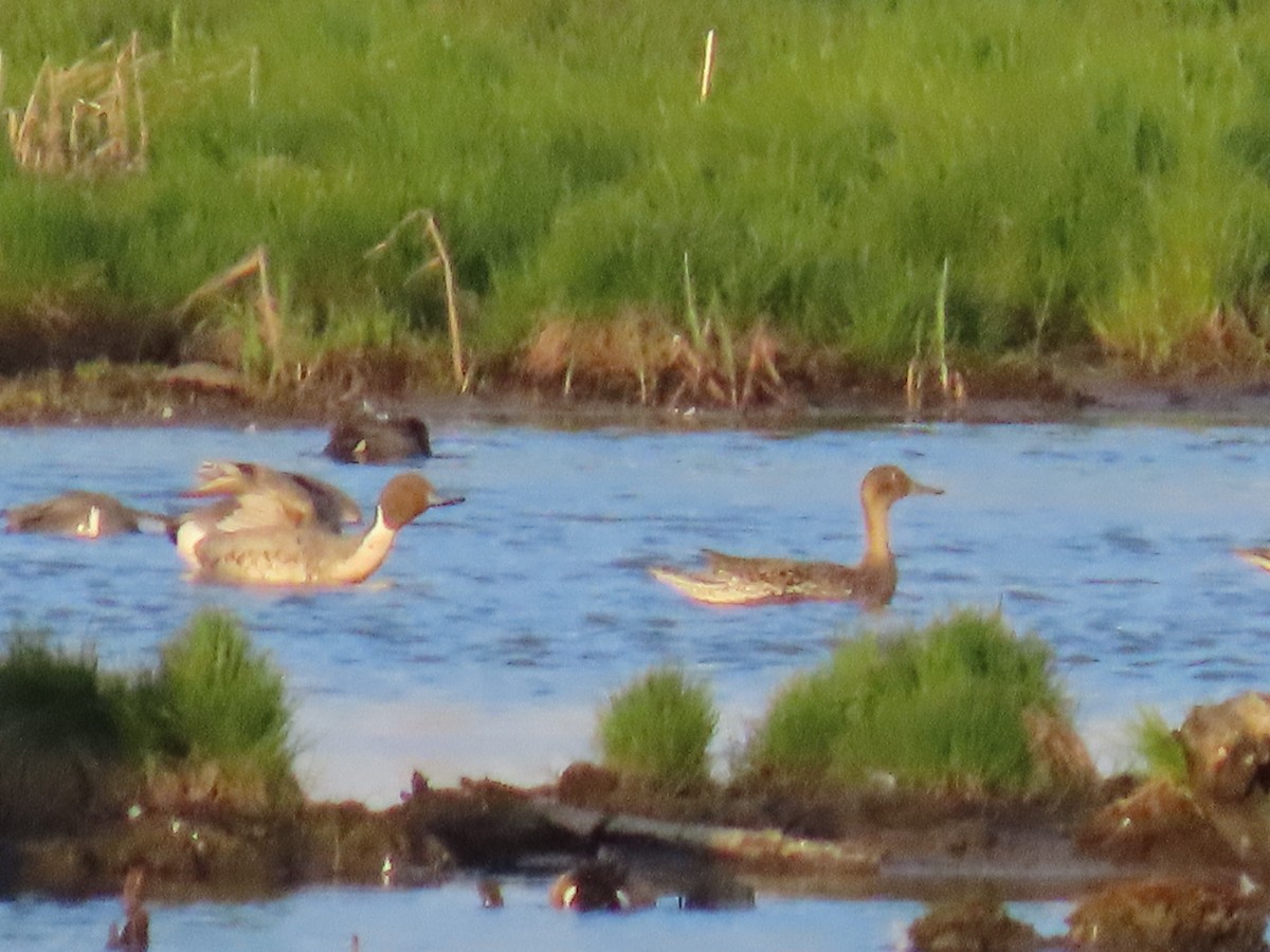 Northern Pintail - ML620479196