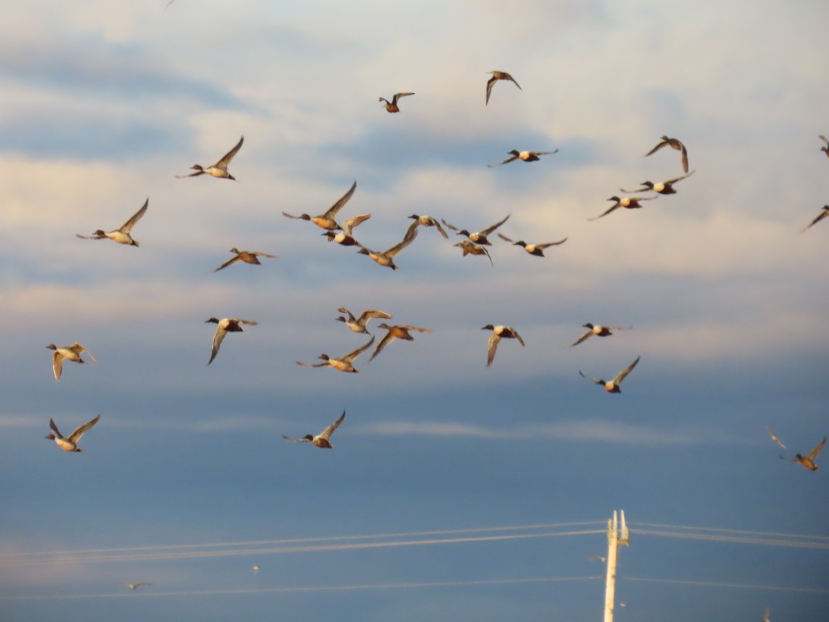 Northern Pintail - ML620479197