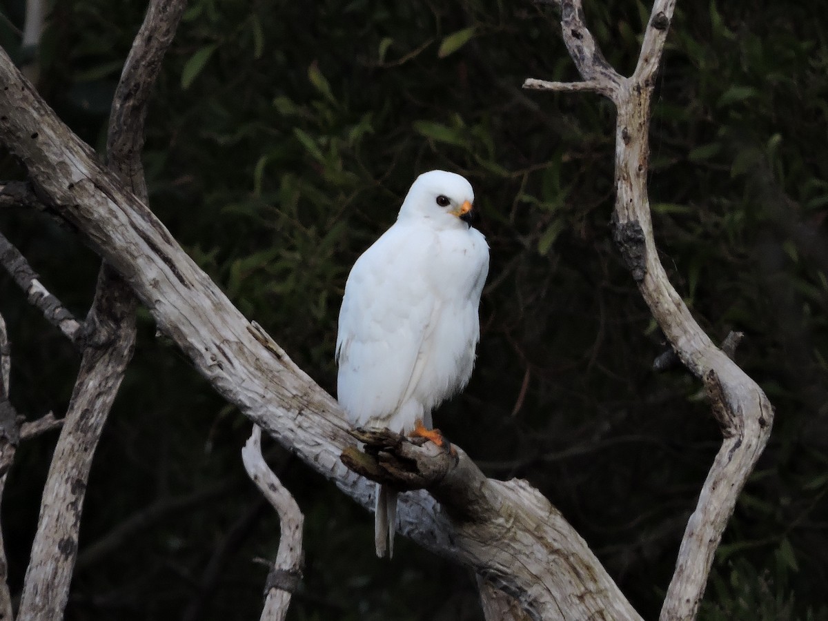 Gray Goshawk - ML620479199