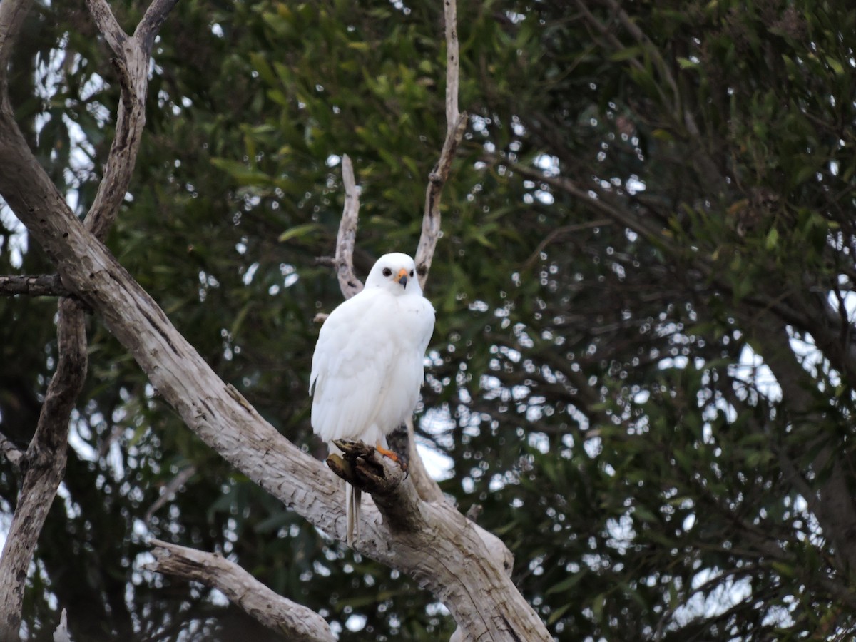 Gray Goshawk - ML620479200